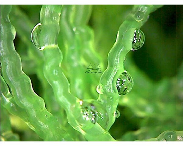 Leaf, Plant, Droplet