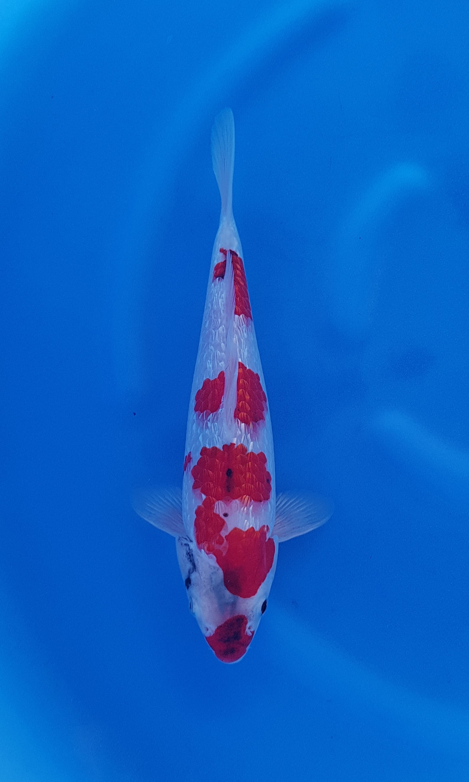 Aoki - Nisai - Ginrin Showa - KOI-62465