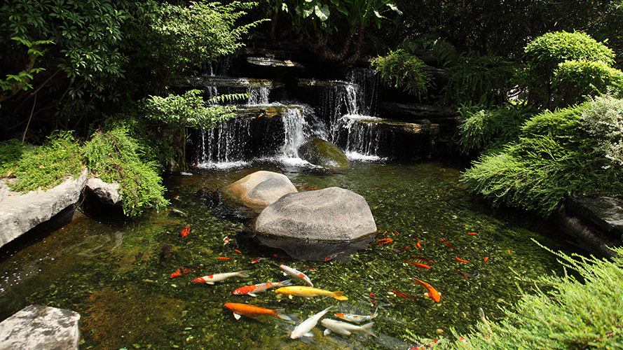 Nature, Outdoors, Pond, Water, Fish