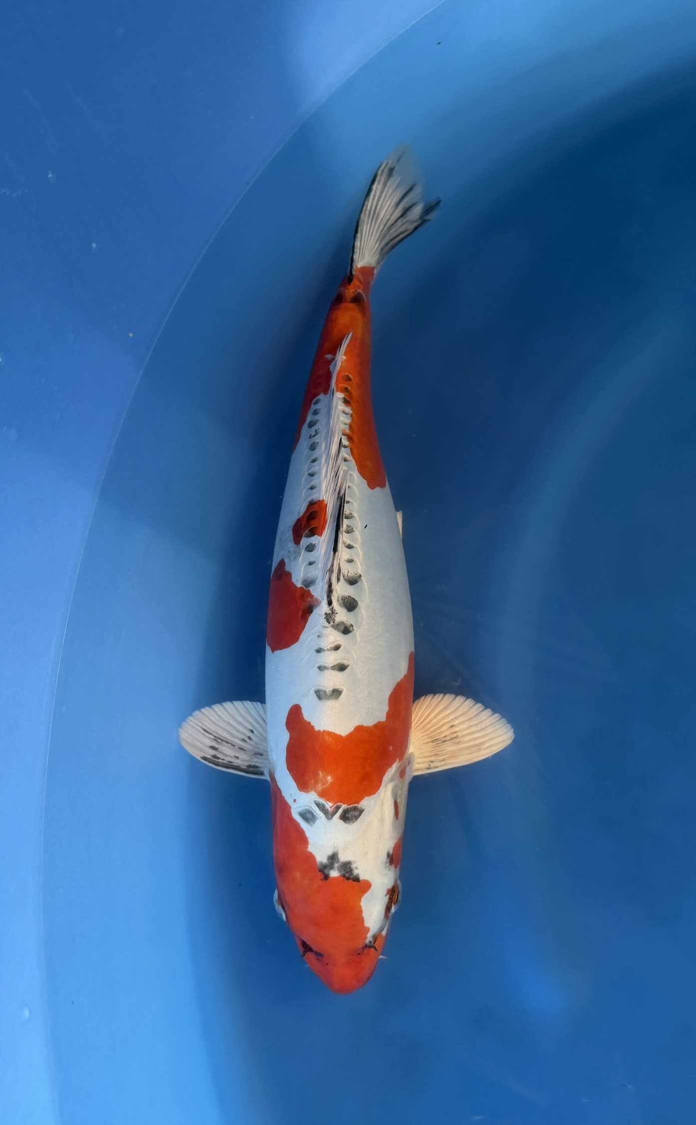 Animal, Carp, Fish, Sea Life, Koi