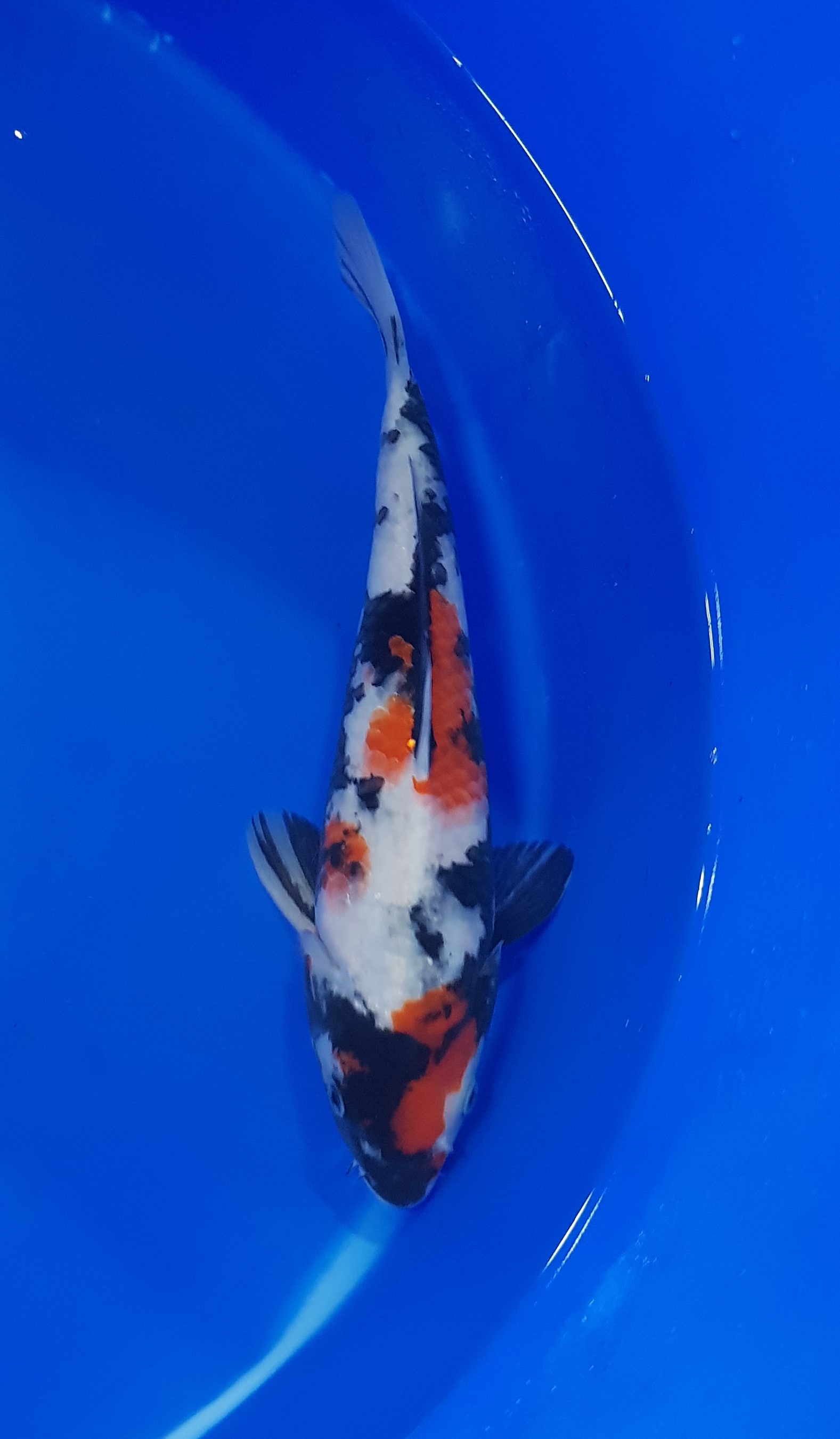 Maruhiro - Nisai - Showa - KOI-62619