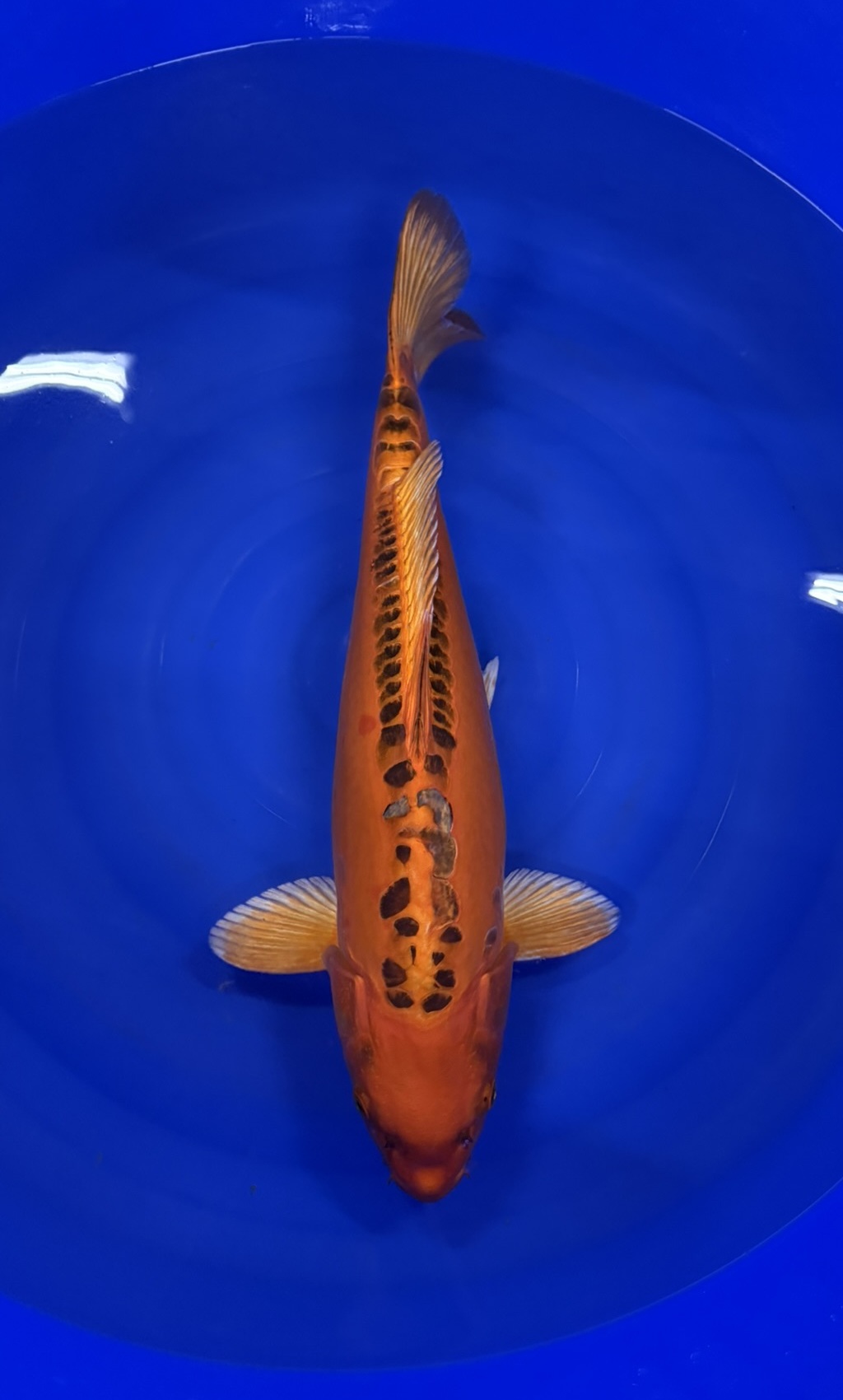 Marusei - Nisai - Mizuho Ogon - KOI-7260106