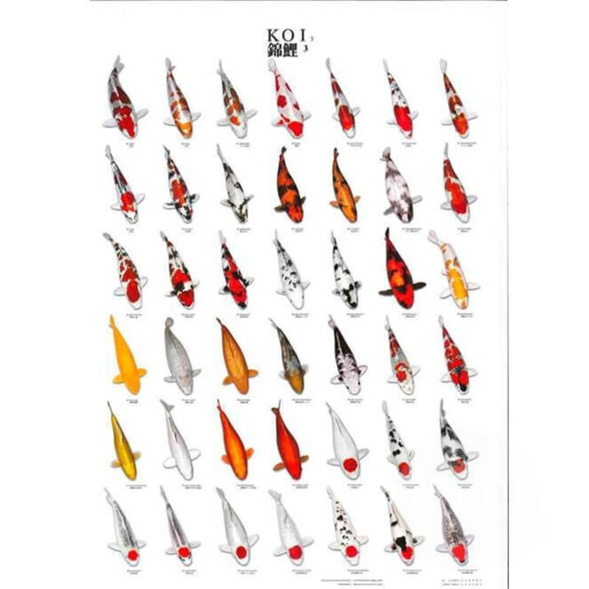 Animal, Fish, Sea Life, Boat, Vehicle