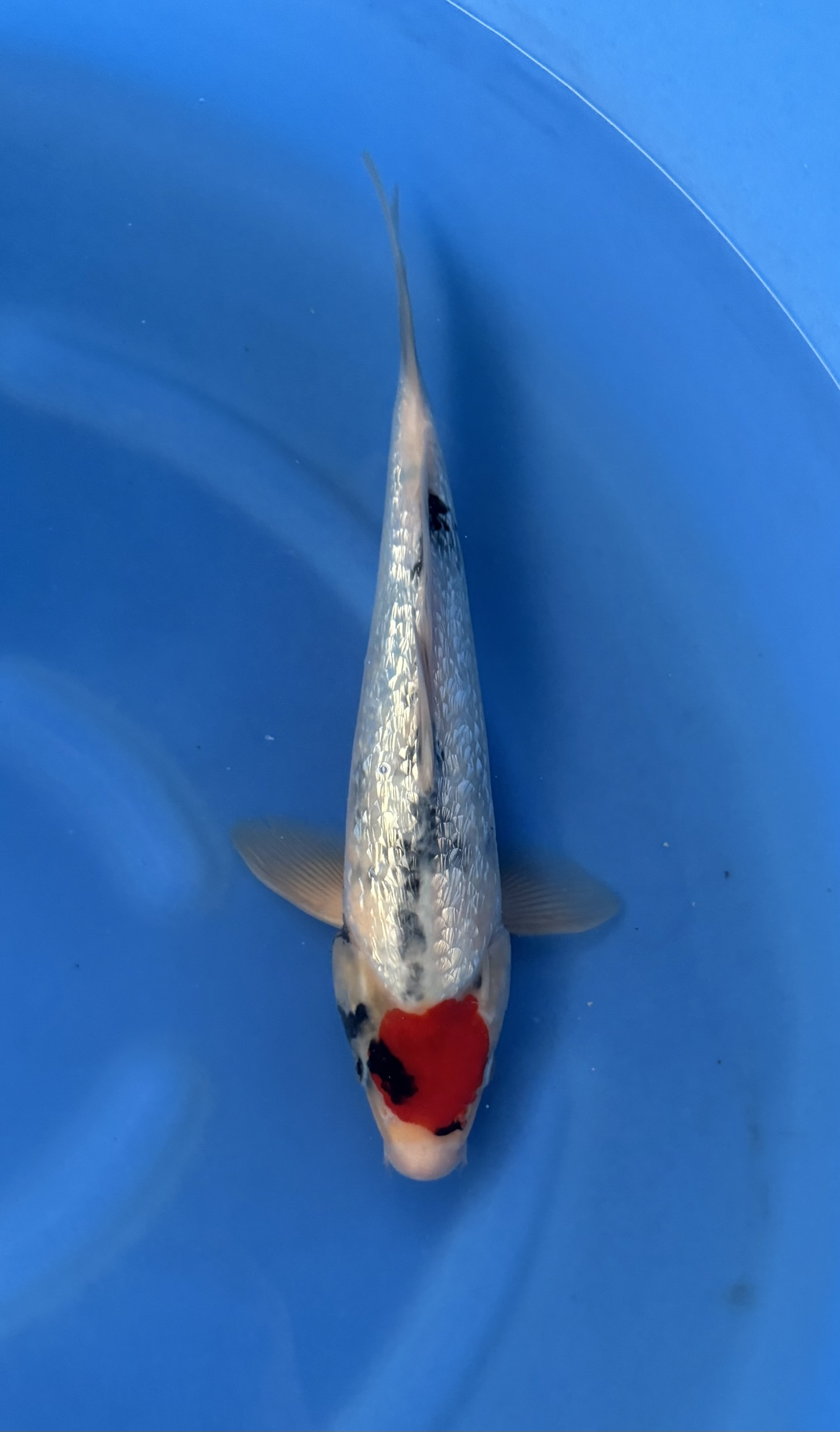 Animal, Carp, Fish, Sea Life, Koi