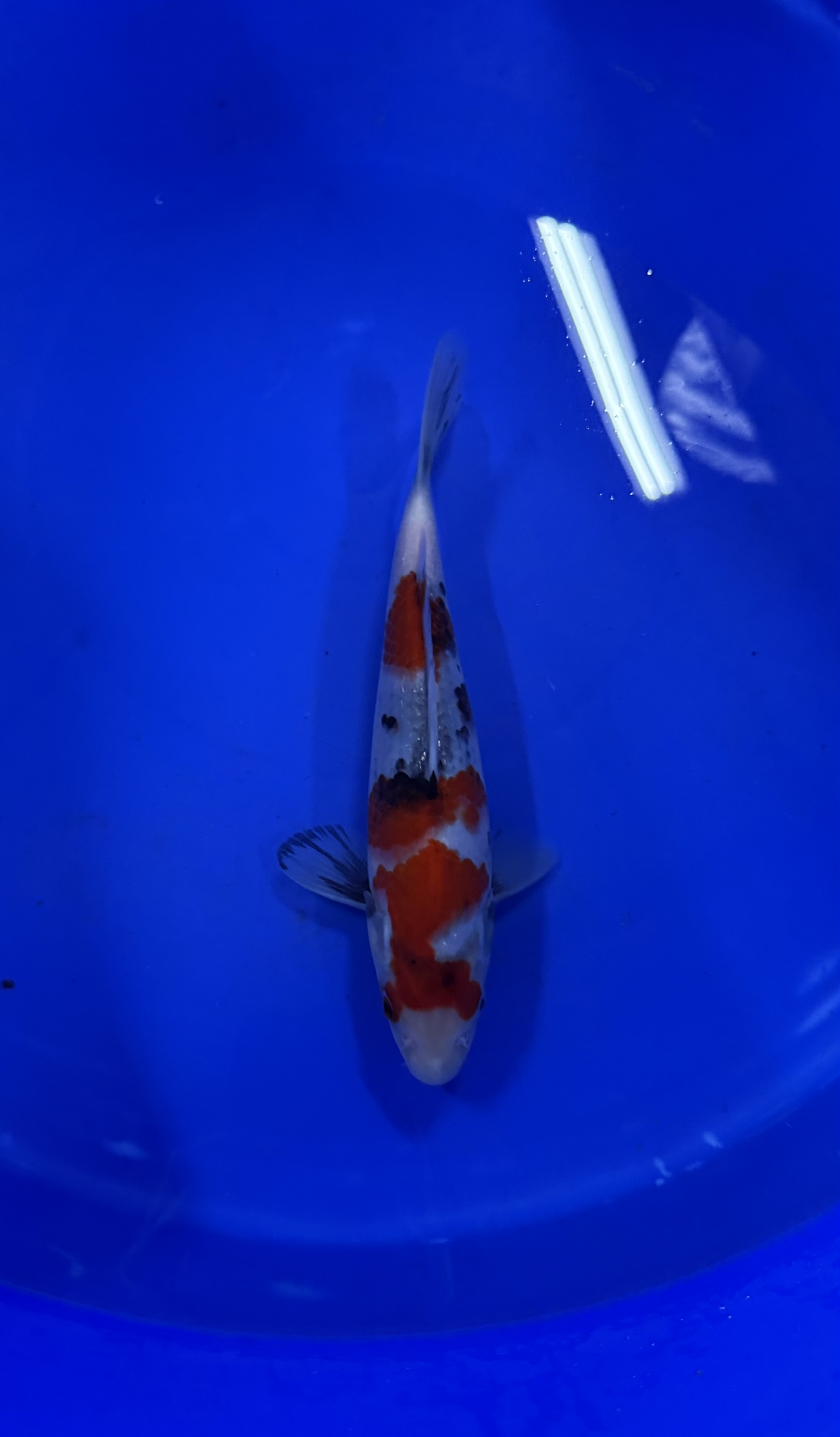 Aquatic, Fish, Sea Life, Carp, Koi