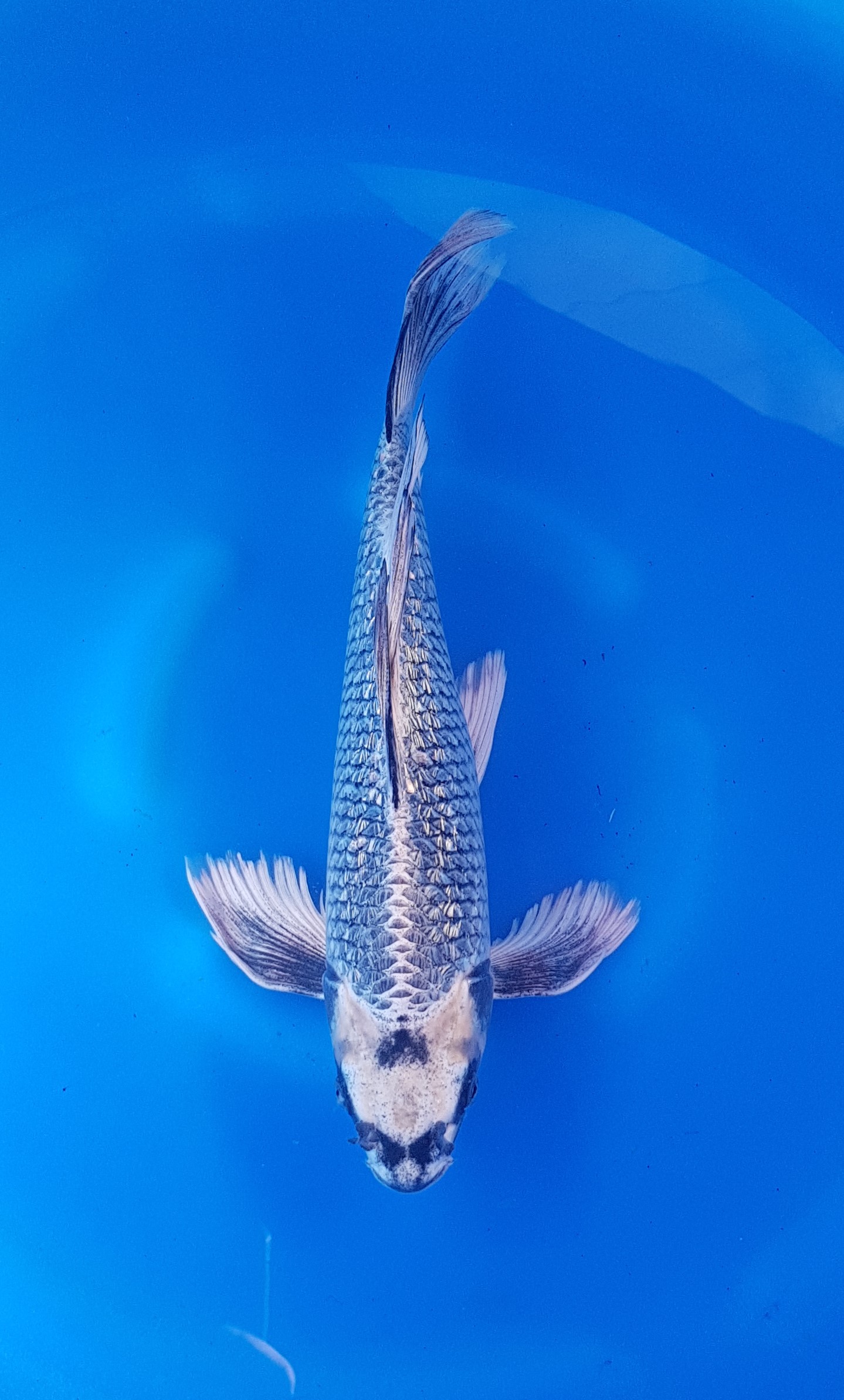 Especialidades - Nisai (2 años) - KOI-30826