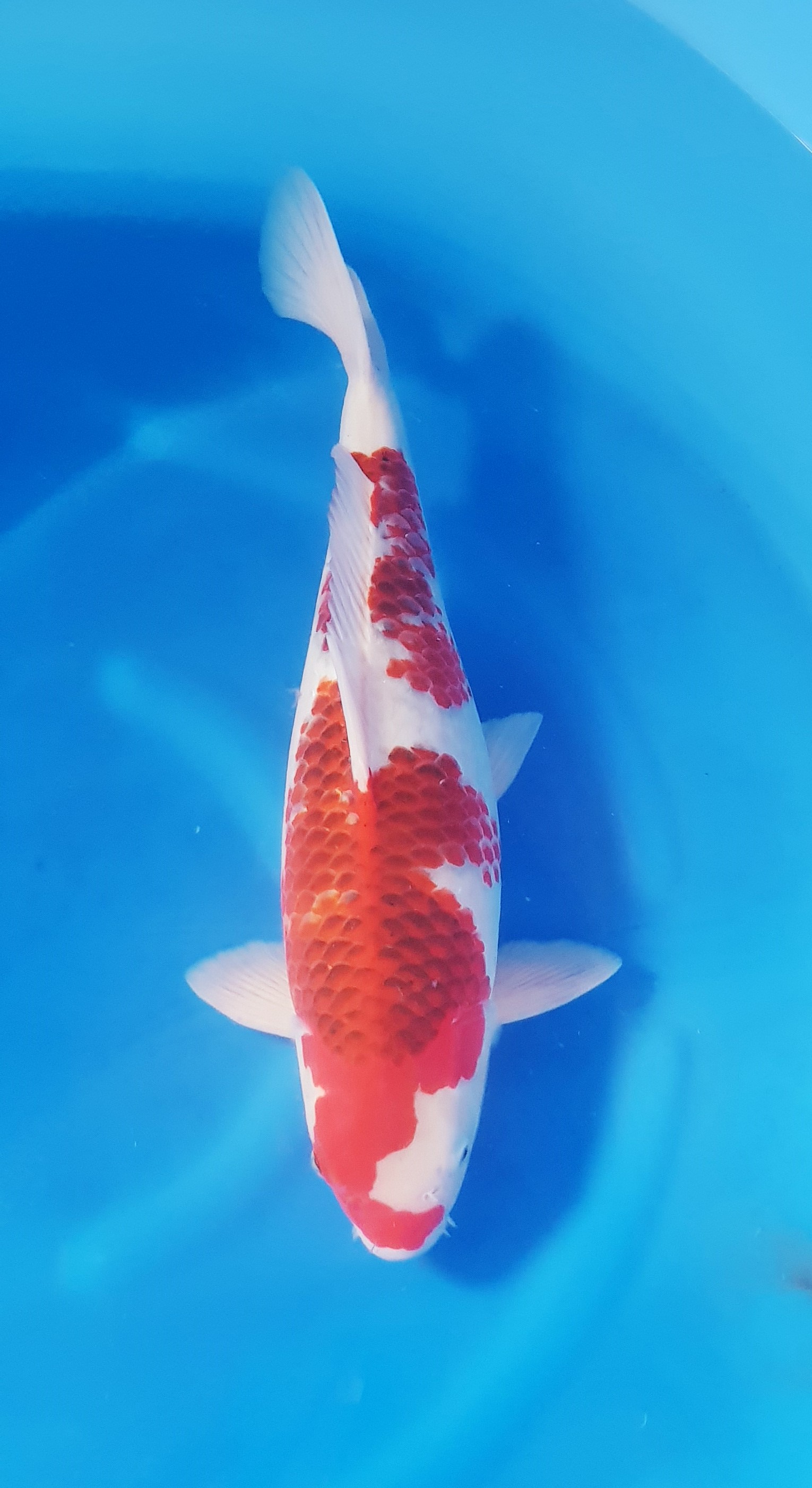 Oofuchi Sansai Ai Goromo KOI-62203