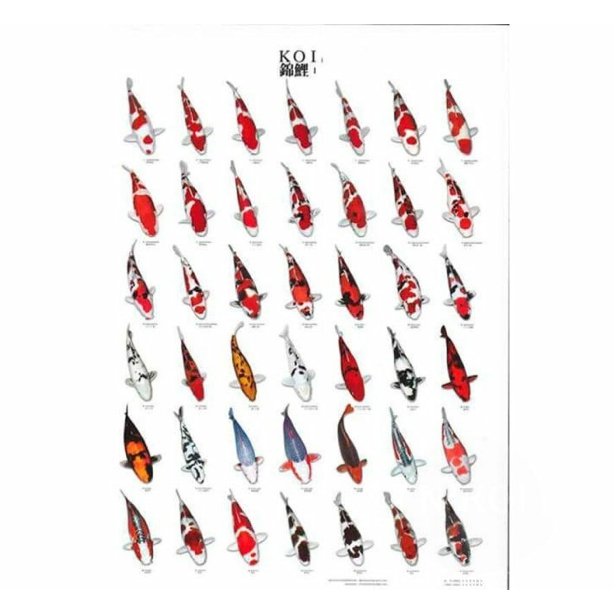 Koiposter No.1 A4 Laminado