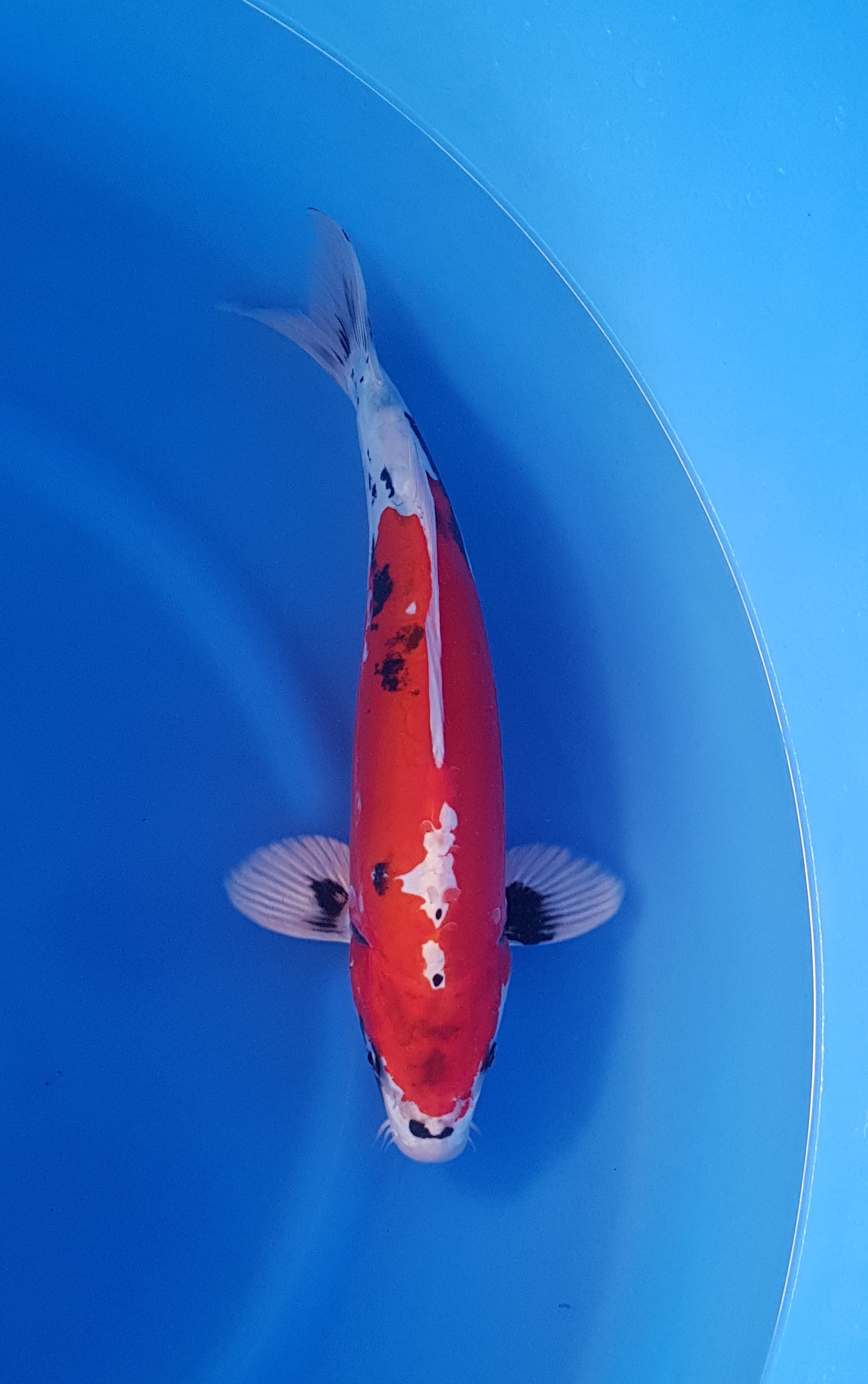 Aoki - Nisai - Beni Kikokuryu - KOI-62602