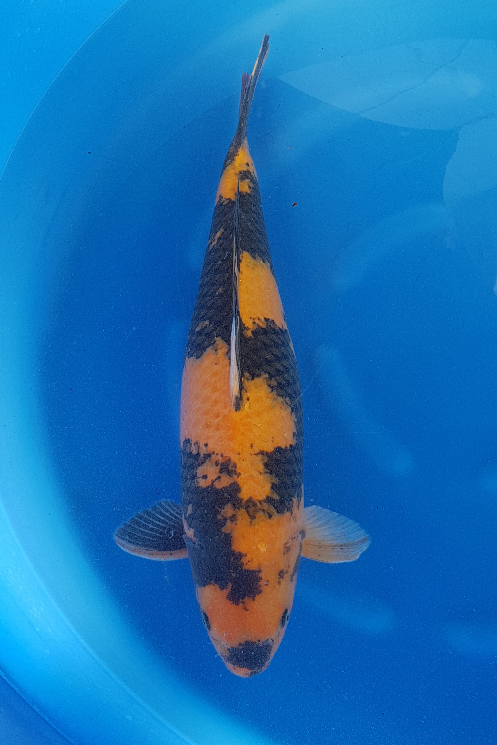 Carp, Fish, Sea Life, Koi, Aquatic