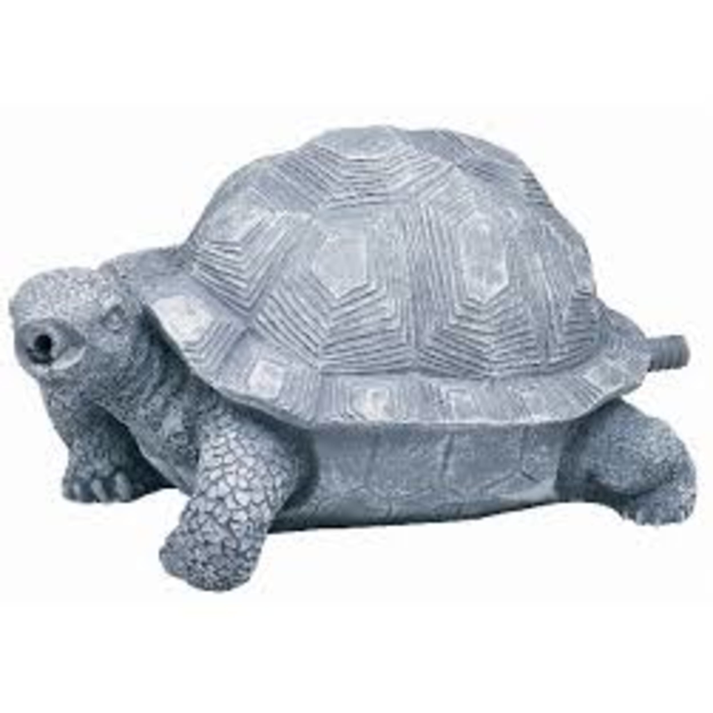 Animal, Reptile, Sea Life, Turtle, Tortoise