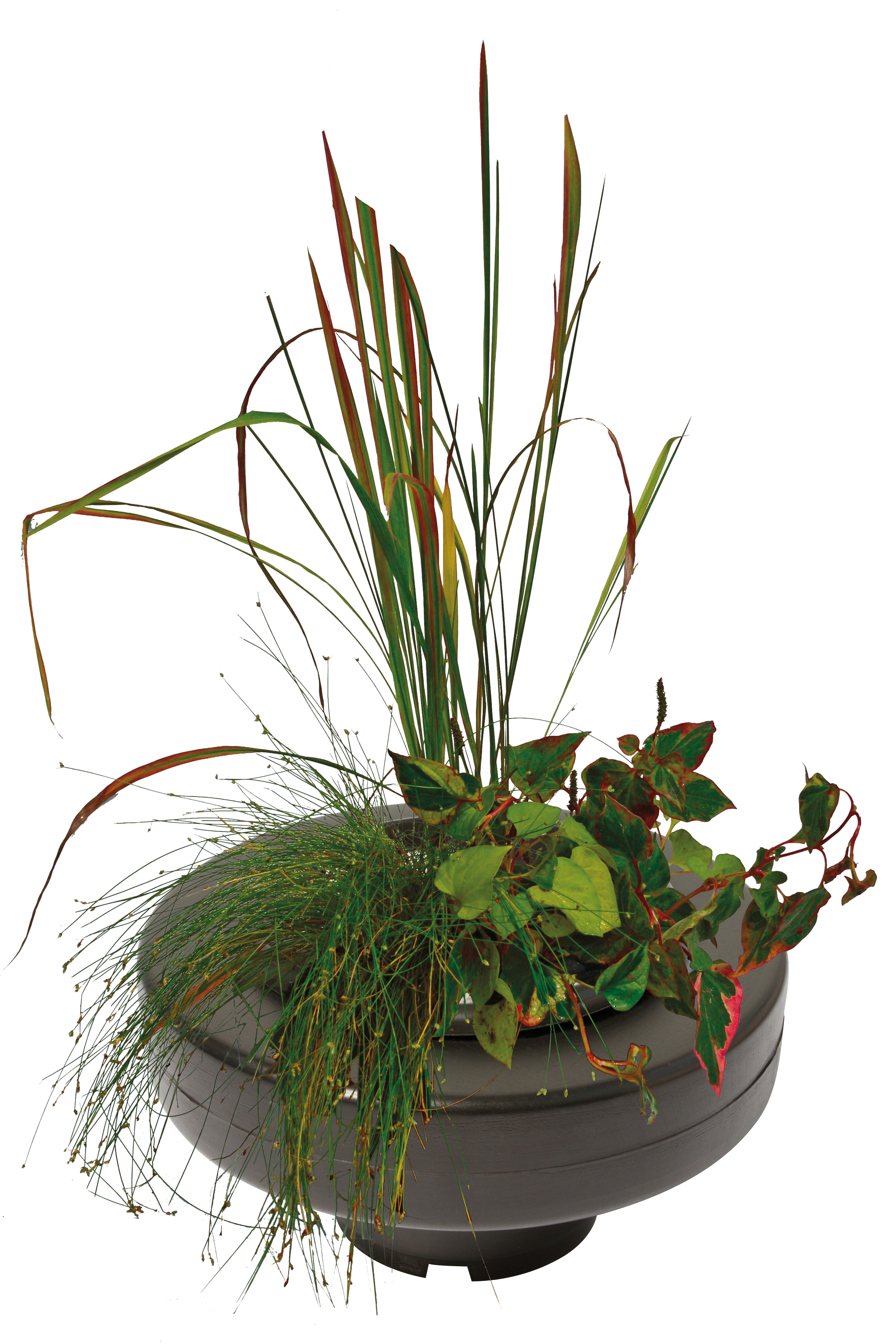 Cesta de plantas flotantes Ø 22 cm