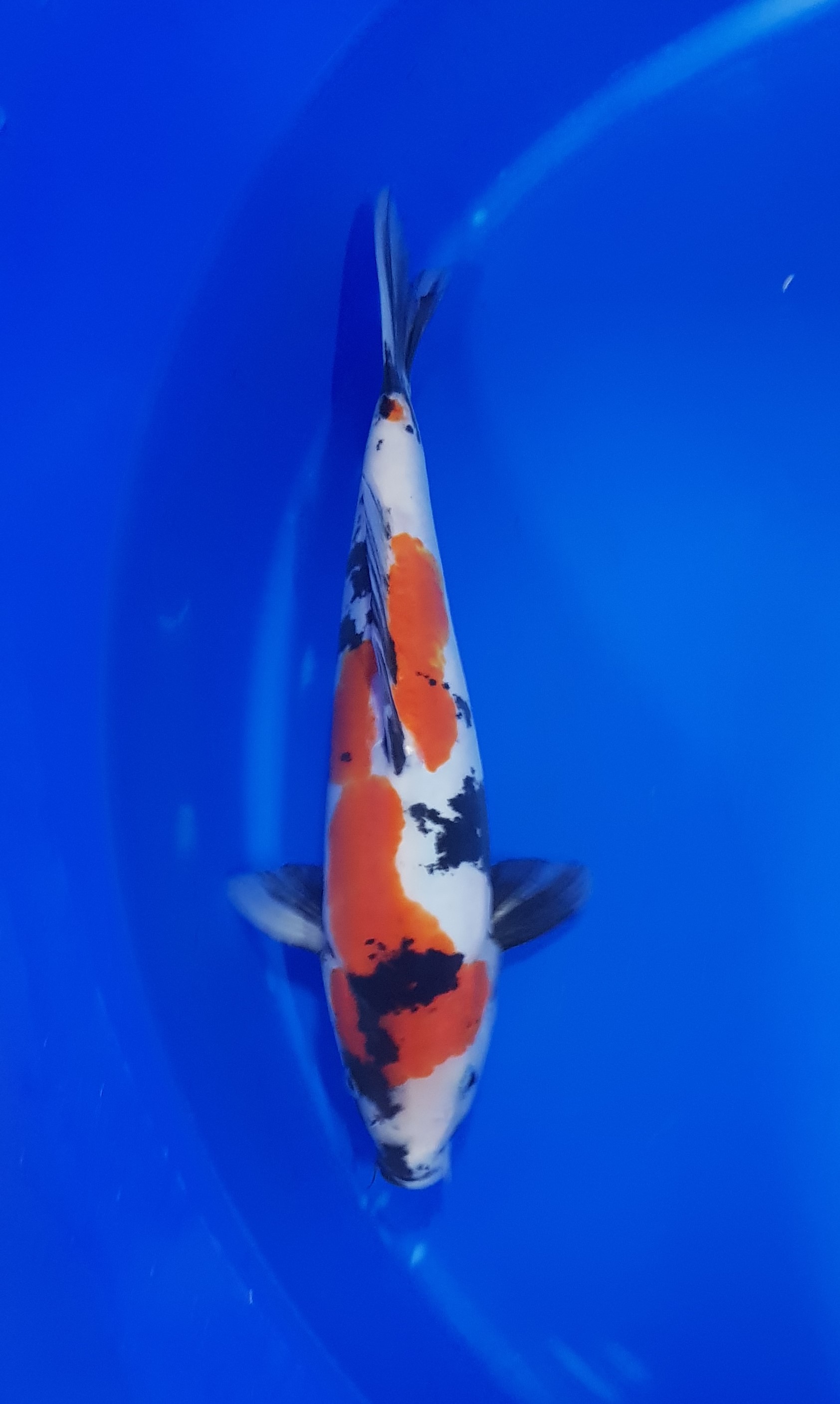 Aquatic, Fish, Sea Life, Carp, Koi