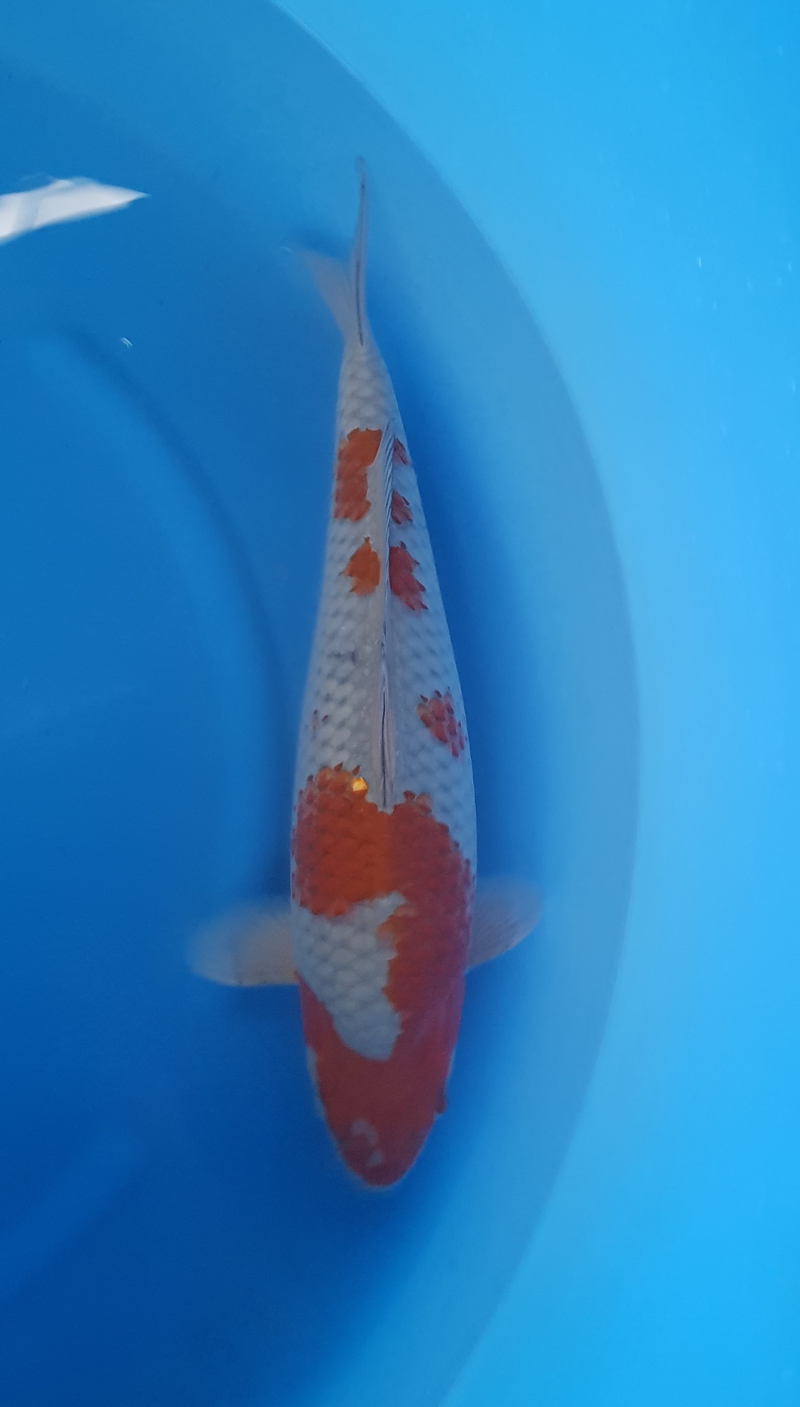 Kanezo Nisai Ochiba KOI-62208