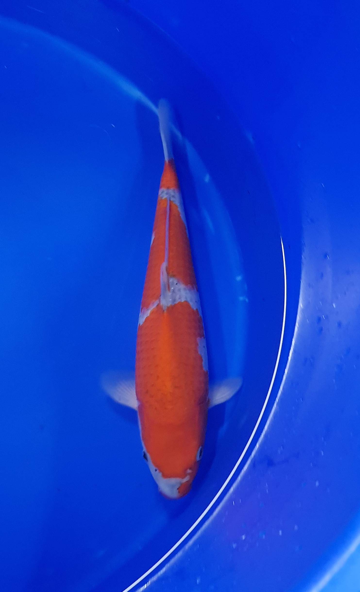 Conias - Nisai - Goshiki - KOI-62863