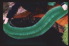 Pincel de ventas de huevos - 130x14 cm - Pincel de desove